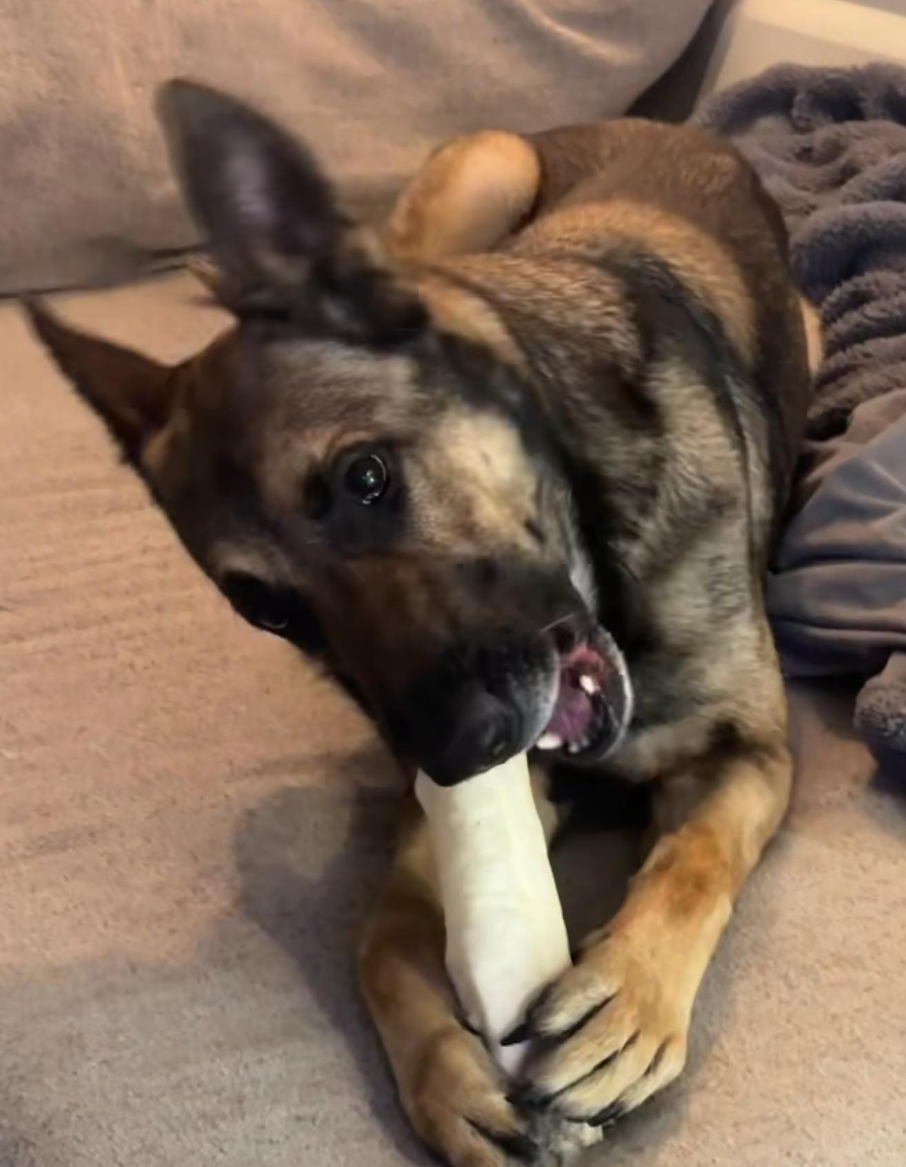 Enlarge Enzo, a Adoptable mixed breed in Las Vegas, NV image 3/6