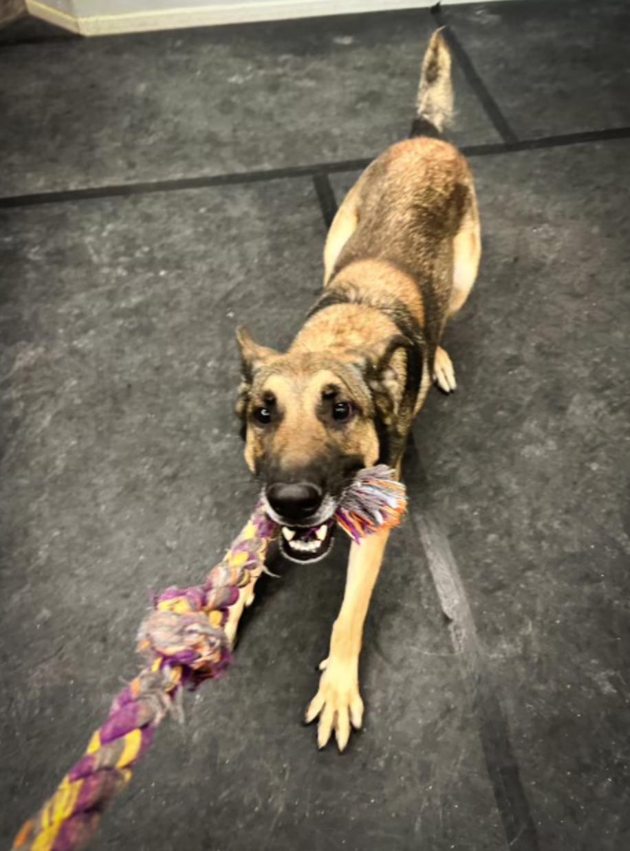 Enlarge Enzo, a Adoptable mixed breed in Las Vegas, NV image 4/6