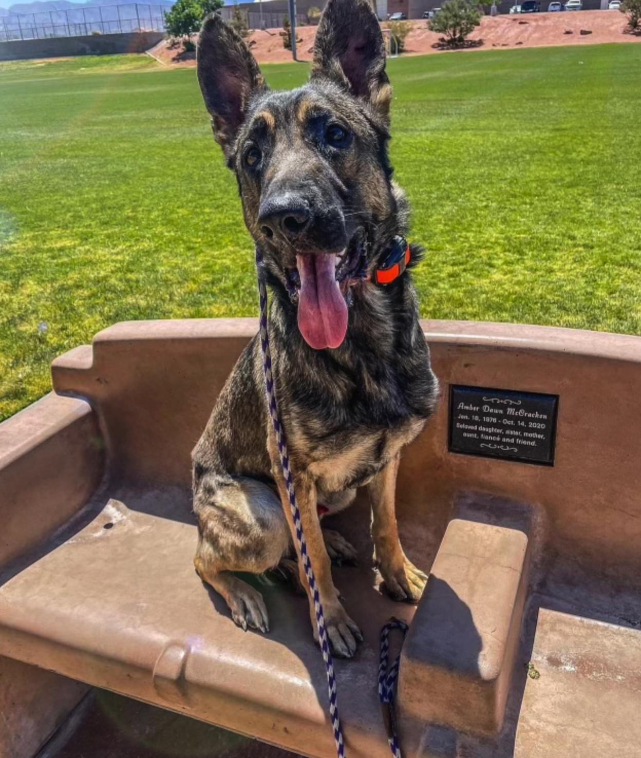 Enlarge Enzo, a Adoptable mixed breed in Las Vegas, NV image 5/6