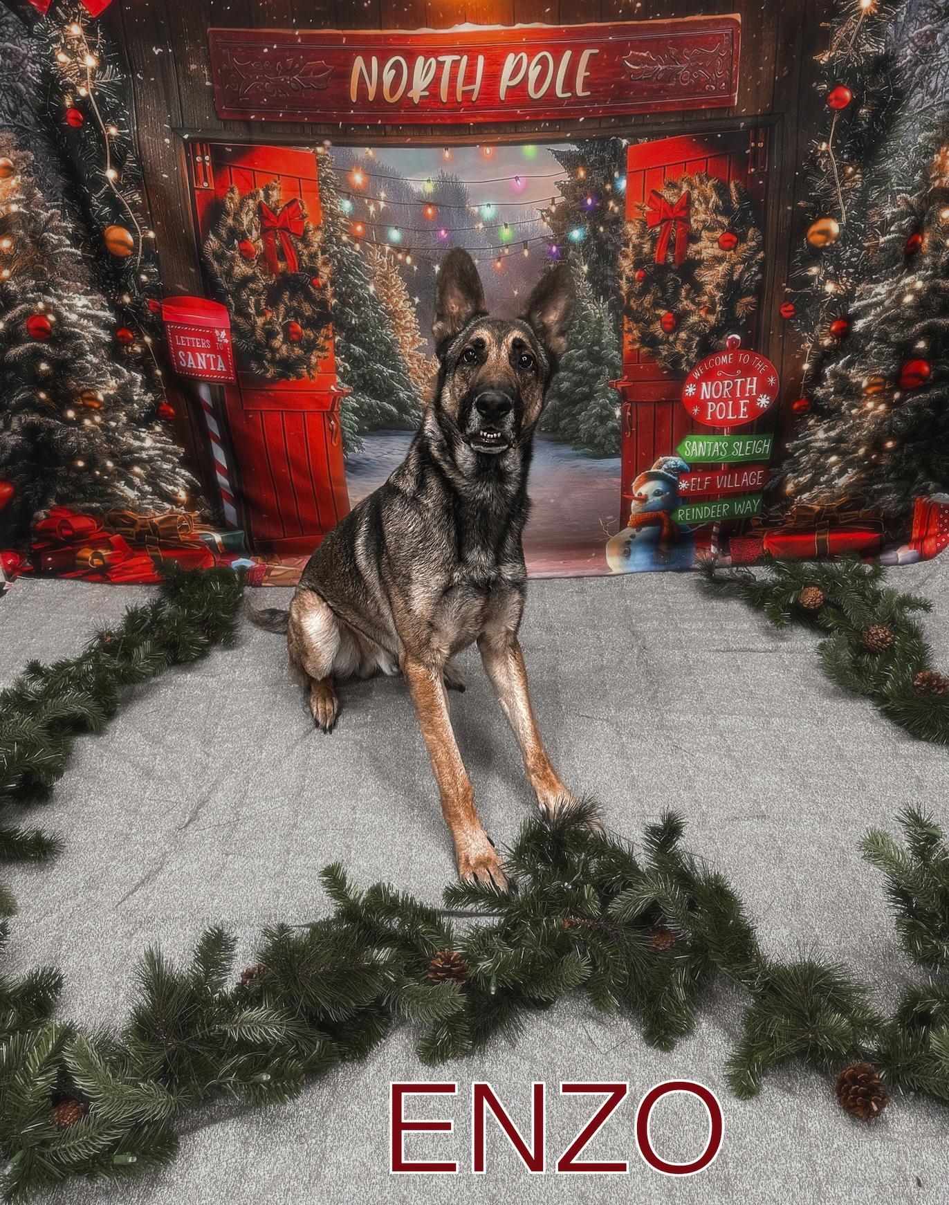 Enlarge Enzo, a Adoptable mixed breed in Las Vegas, NV image 6/6