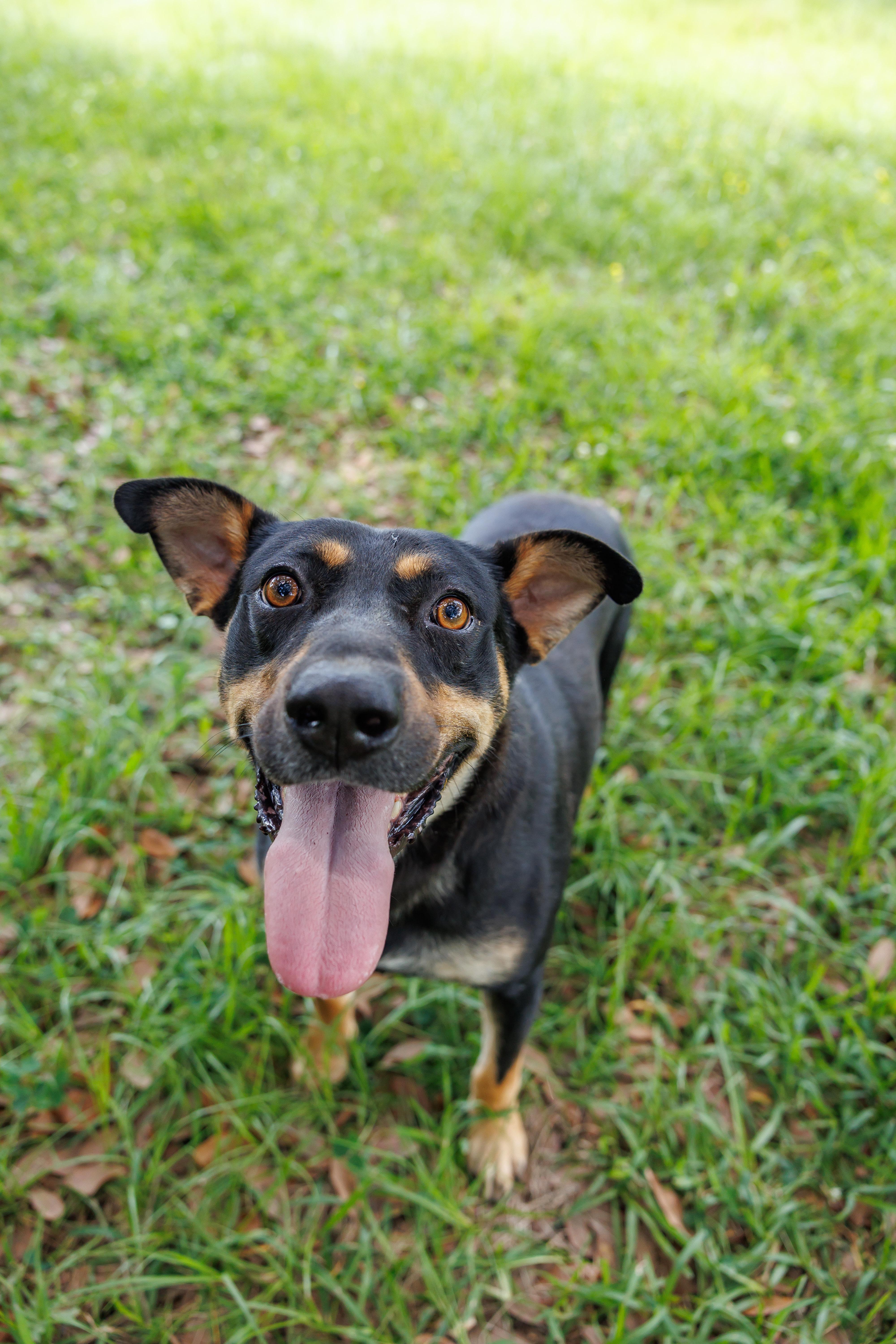 Enlarge Buddy, a Adoptable mixed breed in Oxford , MS image 2/4