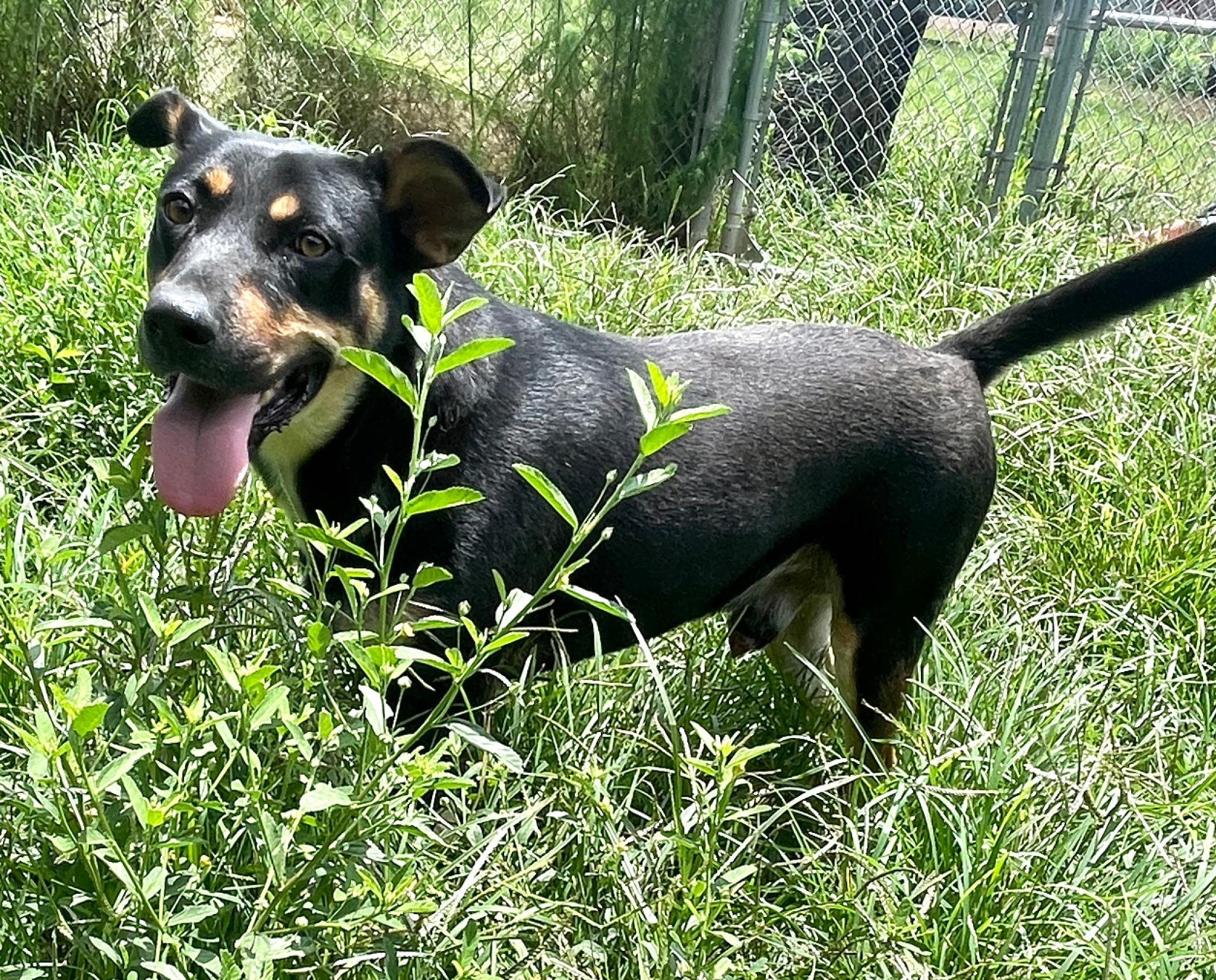 Enlarge Buddy, a Adoptable mixed breed in Oxford , MS image 3/4