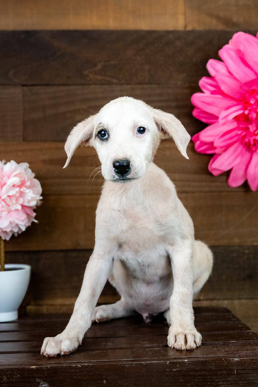 Enlarge 476-26, a ADOPTABLE mixed breed in Brighton, CO image 1/1