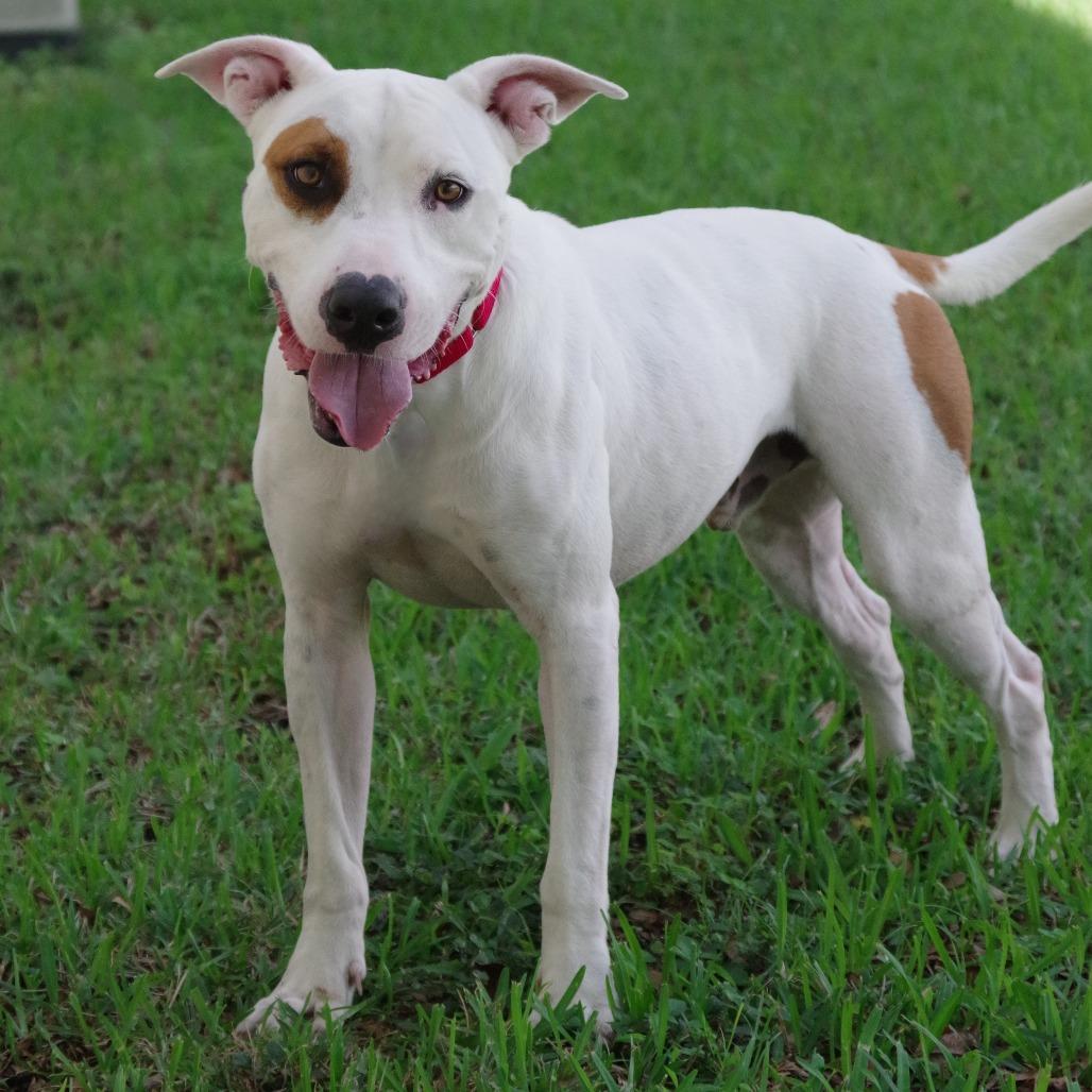 Enlarge Blanquito, a Adoptable mixed breed in Miami, FL image 2/6