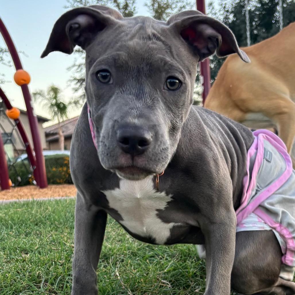 Enlarge CoCo aka Gracie, a Adoptable mixed breed in Phoenix, AZ image 1/5