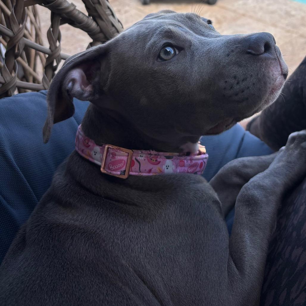Enlarge CoCo aka Gracie, a Adoptable mixed breed in Phoenix, AZ image 2/5