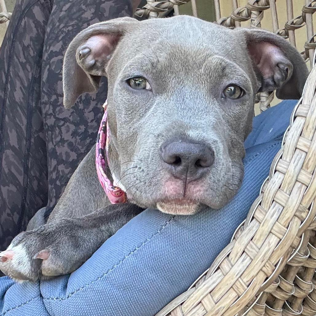 Enlarge CoCo aka Gracie, a Adoptable mixed breed in Phoenix, AZ image 3/5