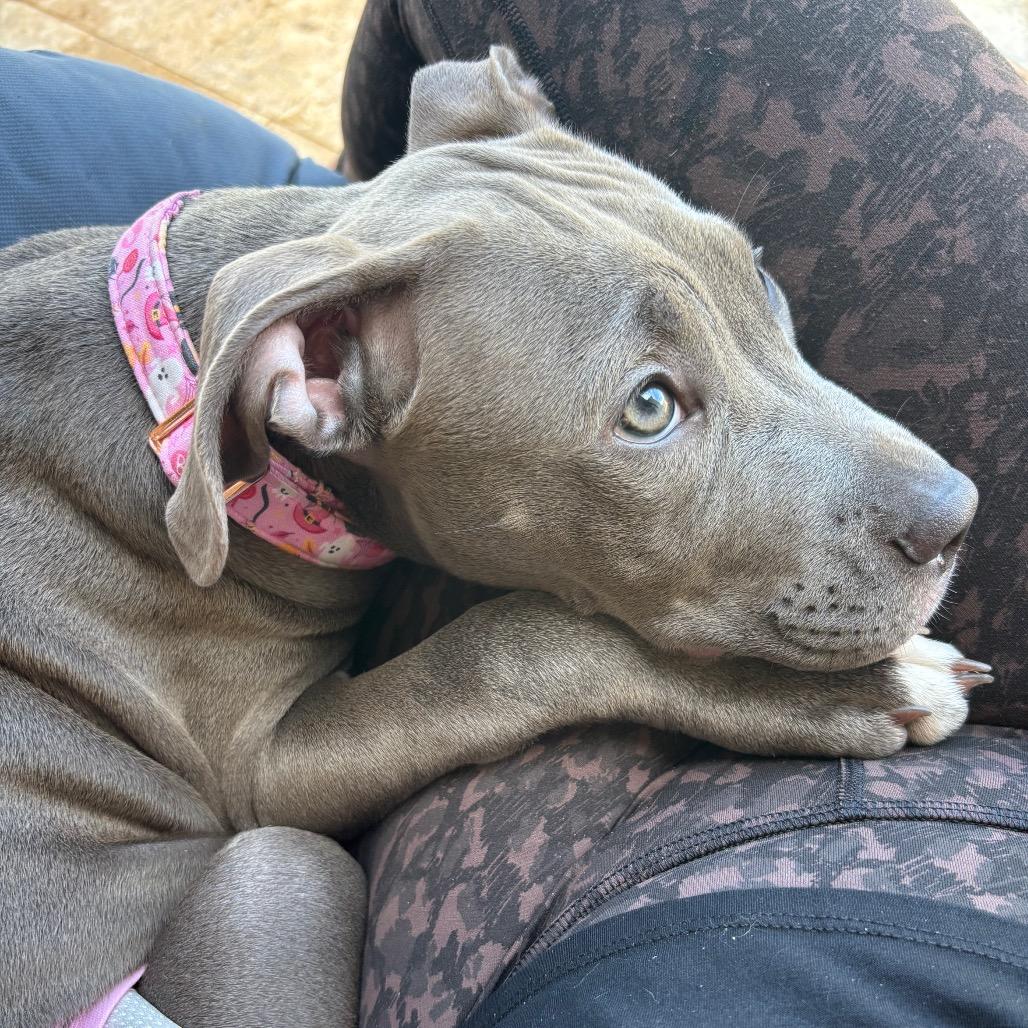 Enlarge CoCo aka Gracie, a Adoptable mixed breed in Phoenix, AZ image 5/5