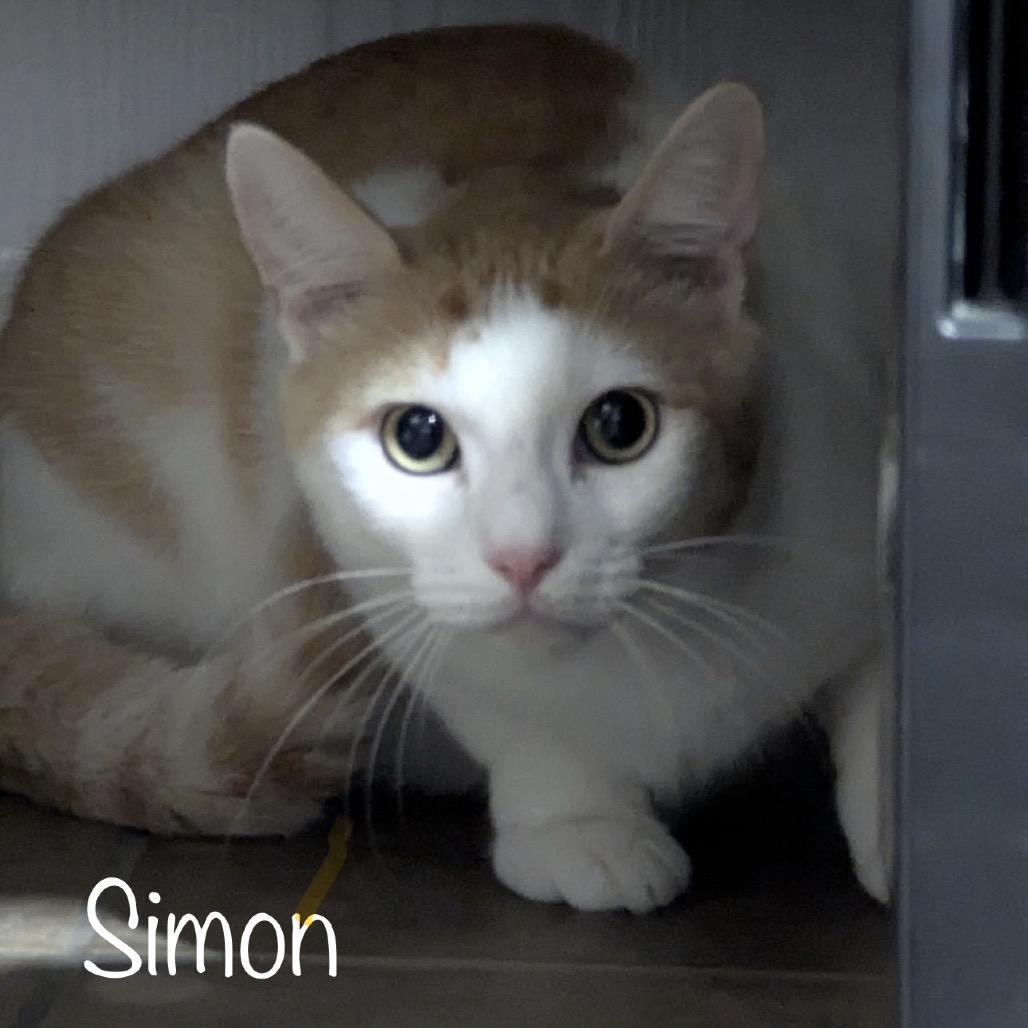 Simon, Adoptable, Adult Male Domestic Short Hair.