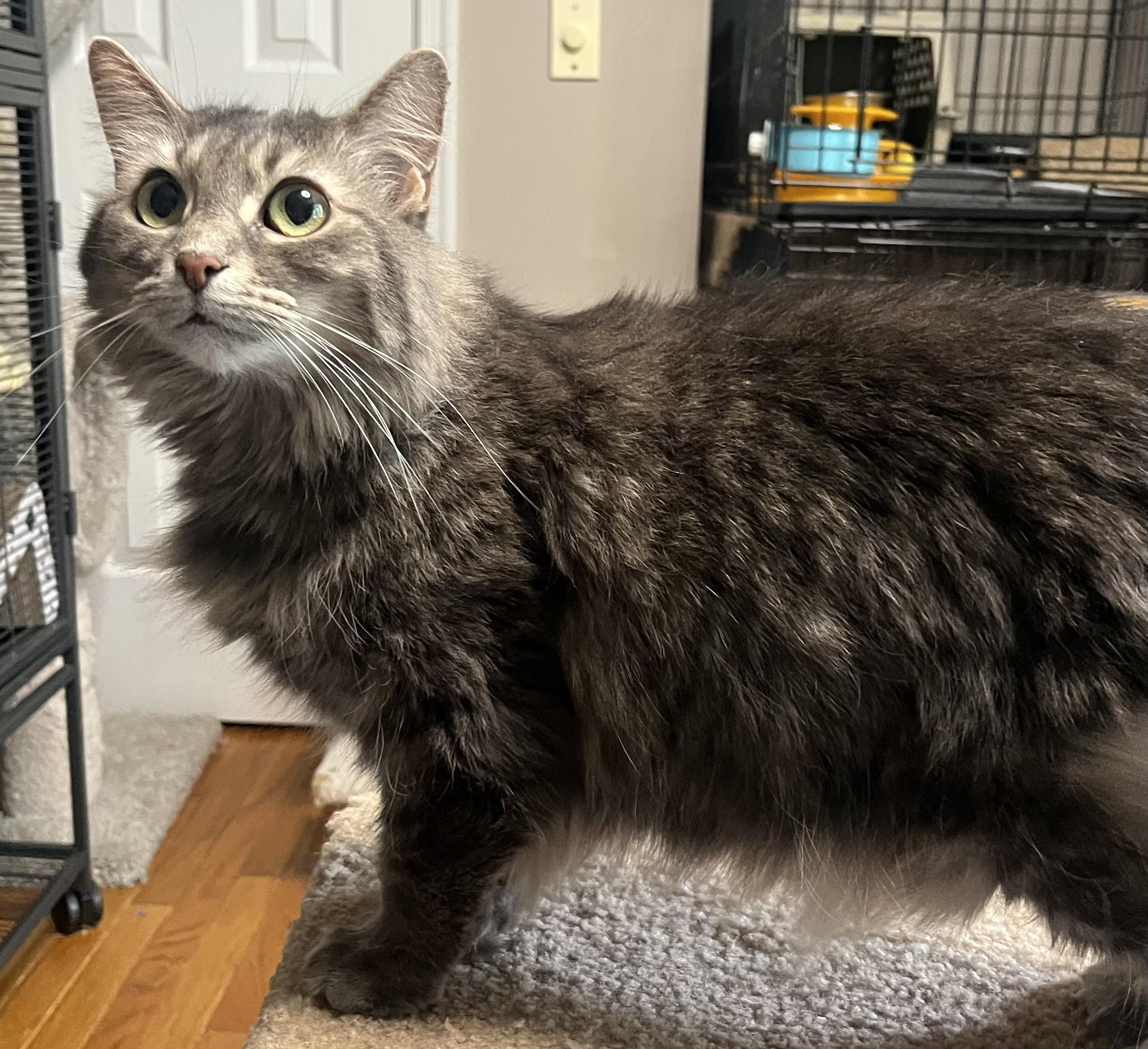 JOLENE, a Adoptable mixed breed in Spotsylvania, VA image 5/6