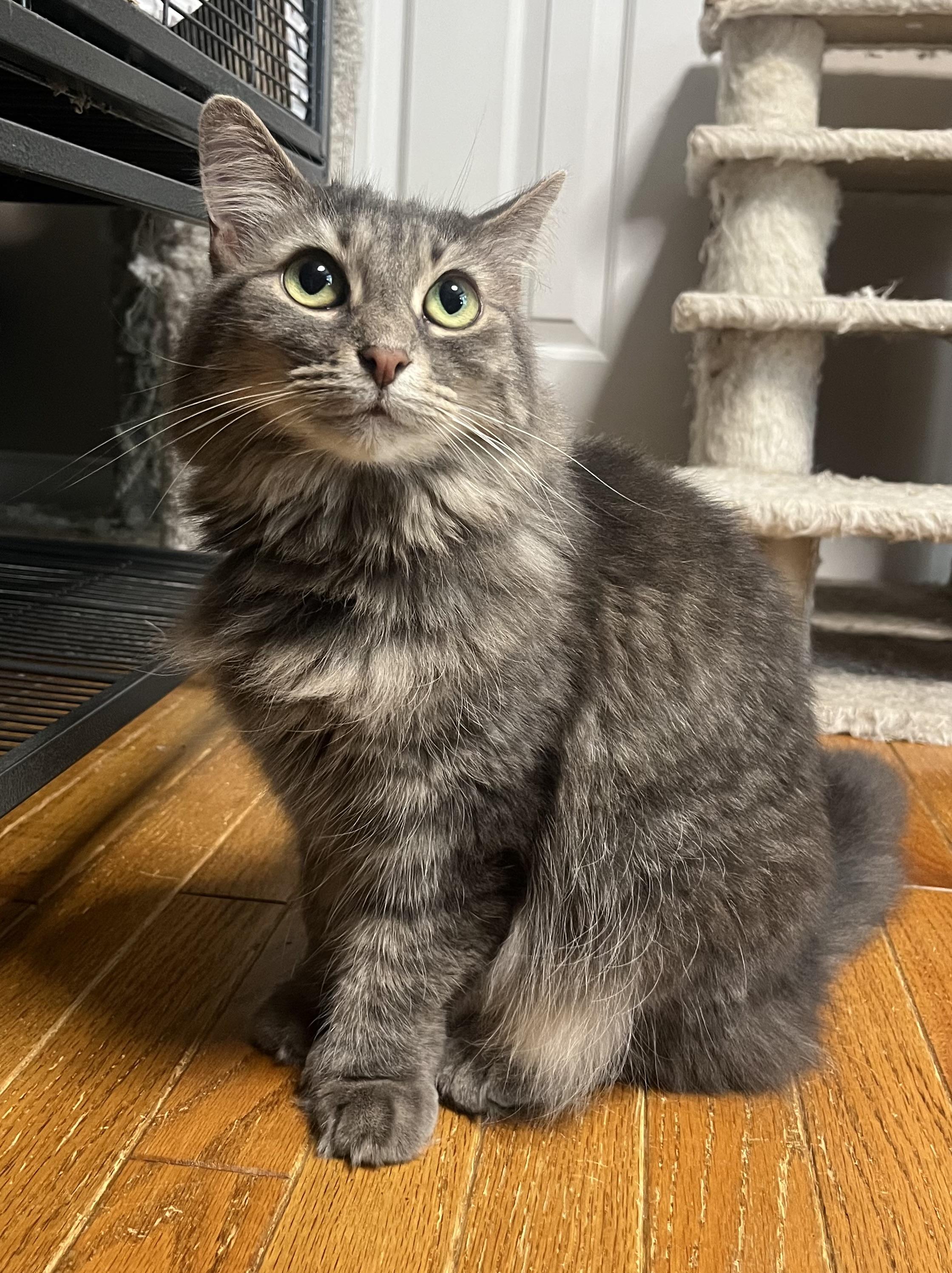 JOLENE, a Adoptable mixed breed in Spotsylvania, VA image 1/6