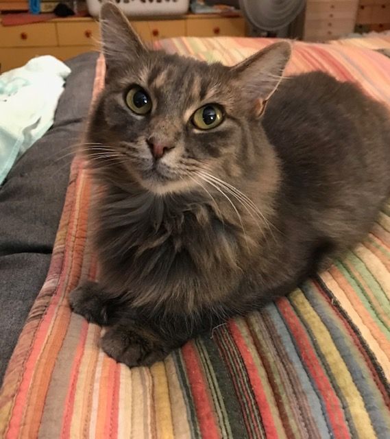 JOLENE, a Adoptable mixed breed in Spotsylvania, VA image 3/6