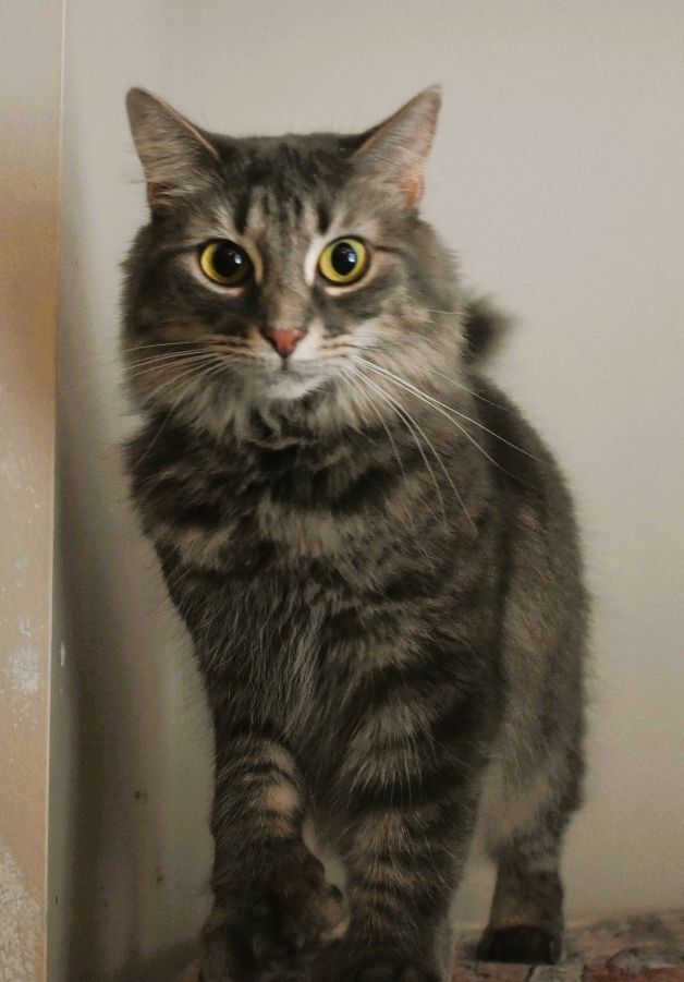 JOLENE, a Adoptable mixed breed in Spotsylvania, VA image 2/6