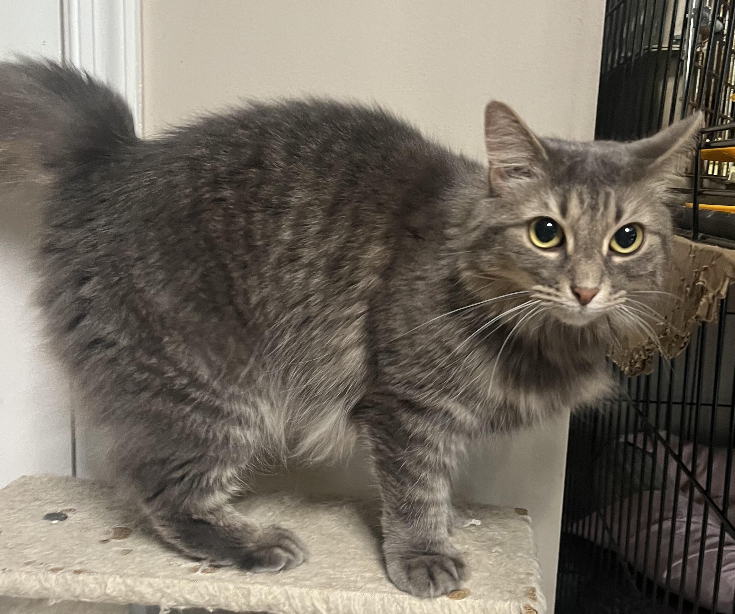 JOLENE, a Adoptable mixed breed in Spotsylvania, VA image 6/6