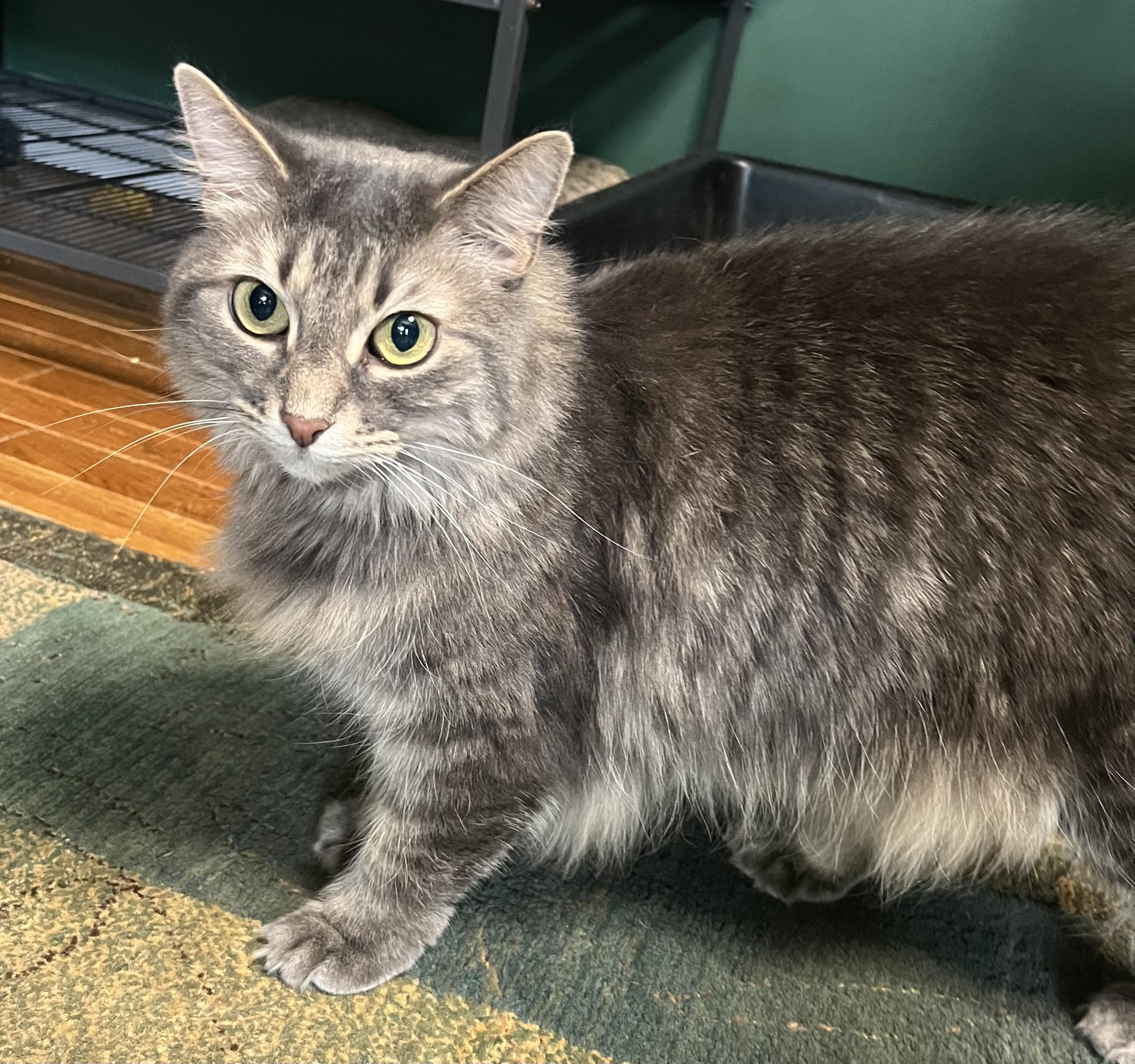 JOLENE, a Adoptable mixed breed in Spotsylvania, VA image 4/6