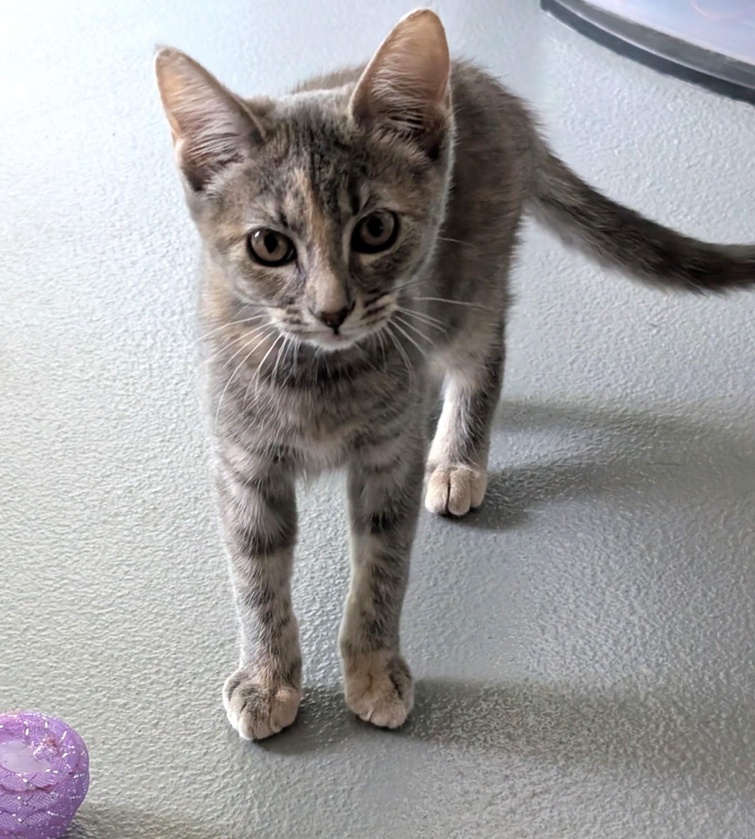Niko, ADOPTABLE, Young Female Domestic Short Hair.