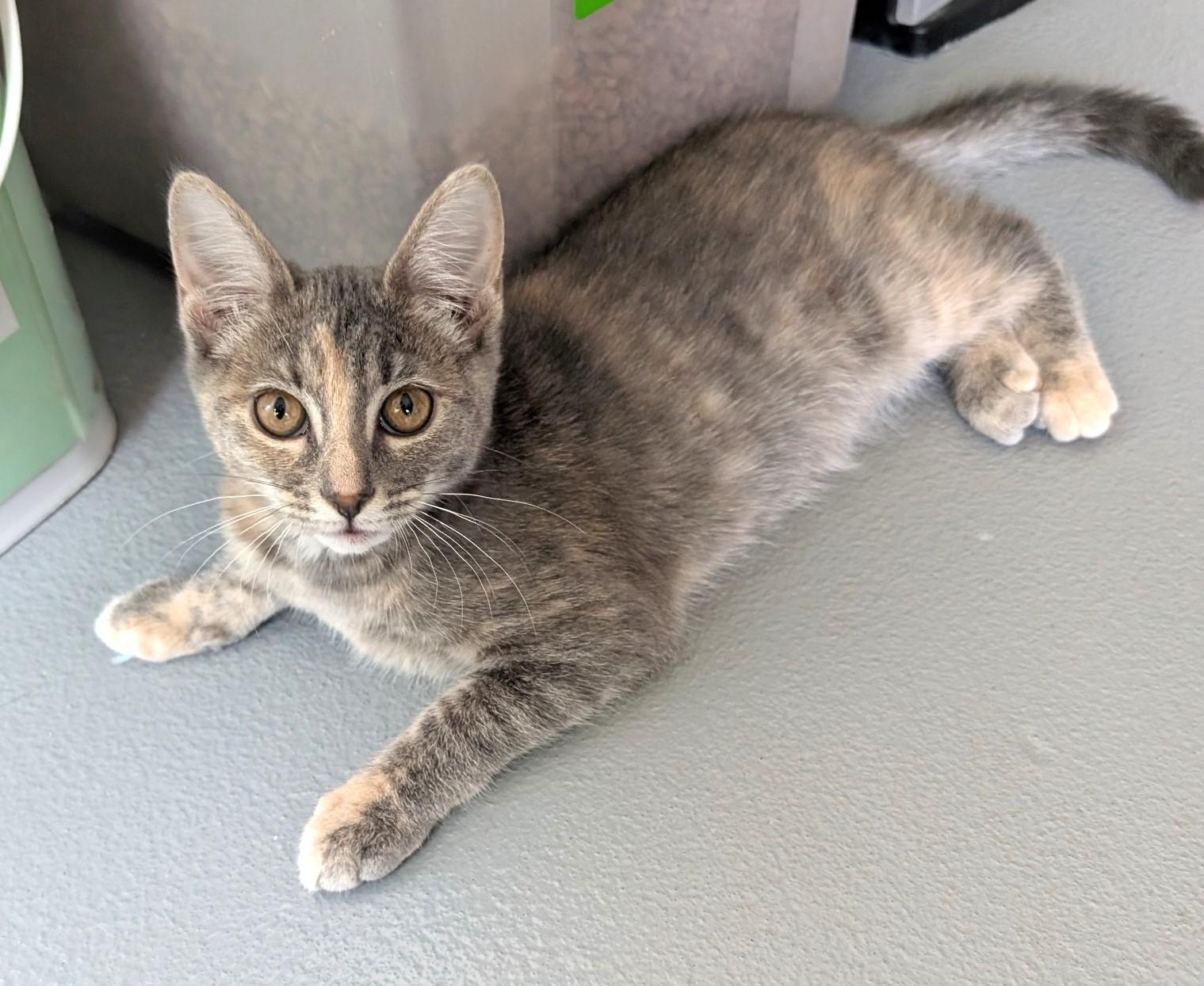 Niko, a ADOPTABLE Domestic Short Hair in Floyd, VA image 2/5