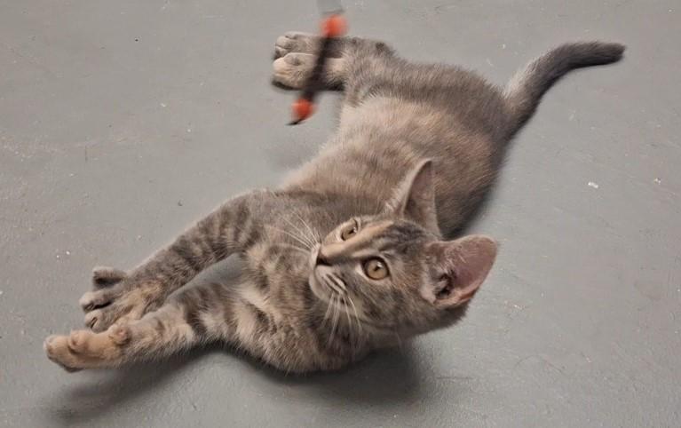 Niko, a ADOPTABLE Domestic Short Hair in Floyd, VA image 2/3