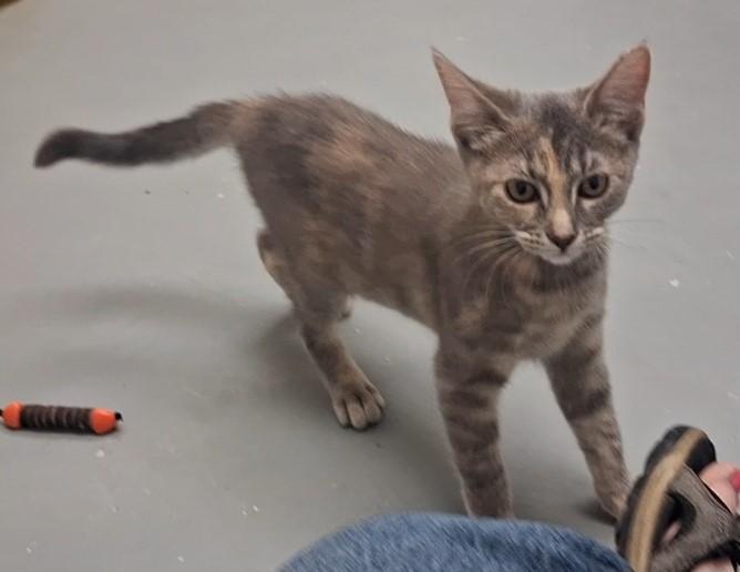 Niko, a ADOPTABLE Domestic Short Hair in Floyd, VA image 1/3