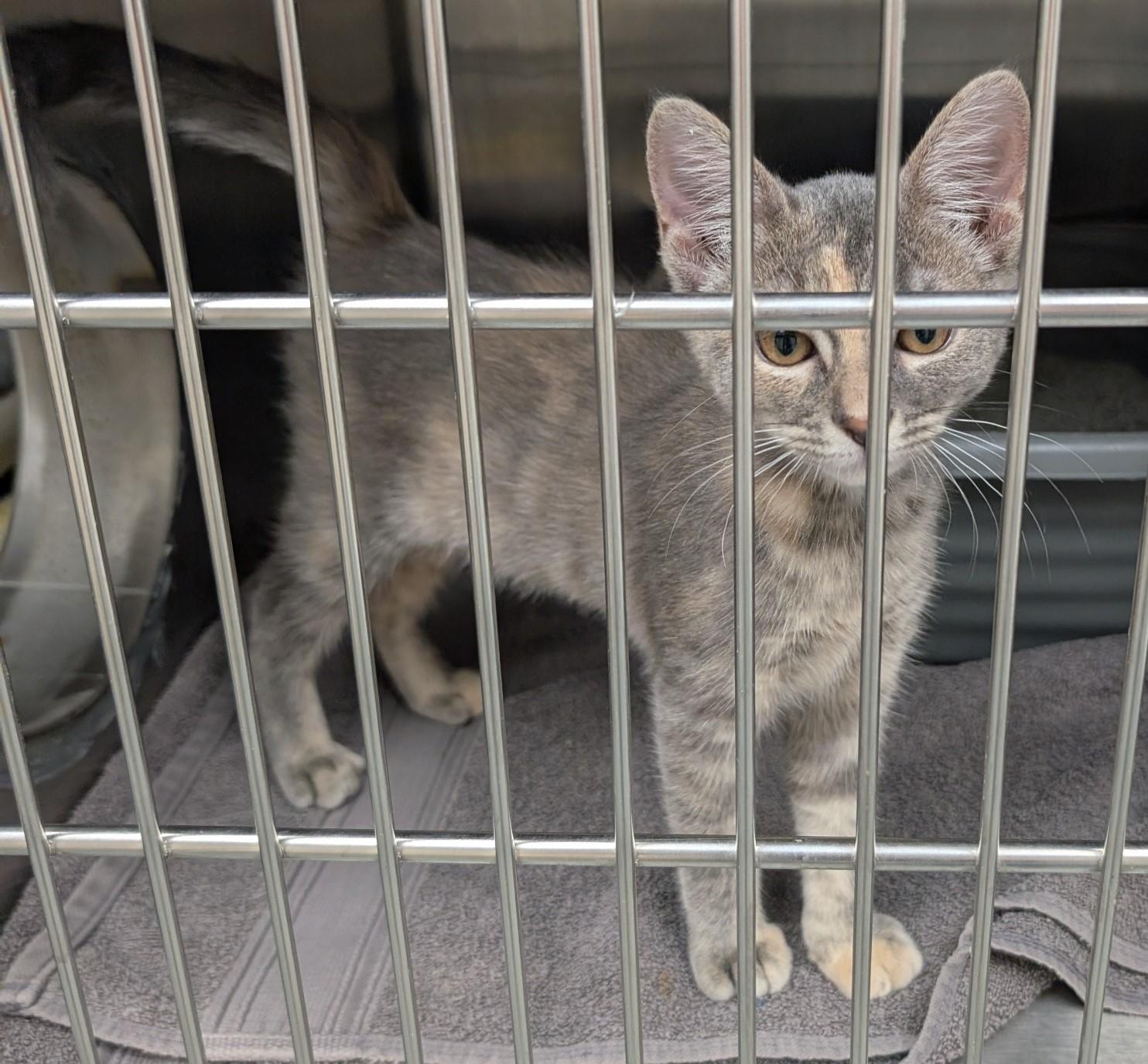Niko, a ADOPTABLE Domestic Short Hair in Floyd, VA image 3/3