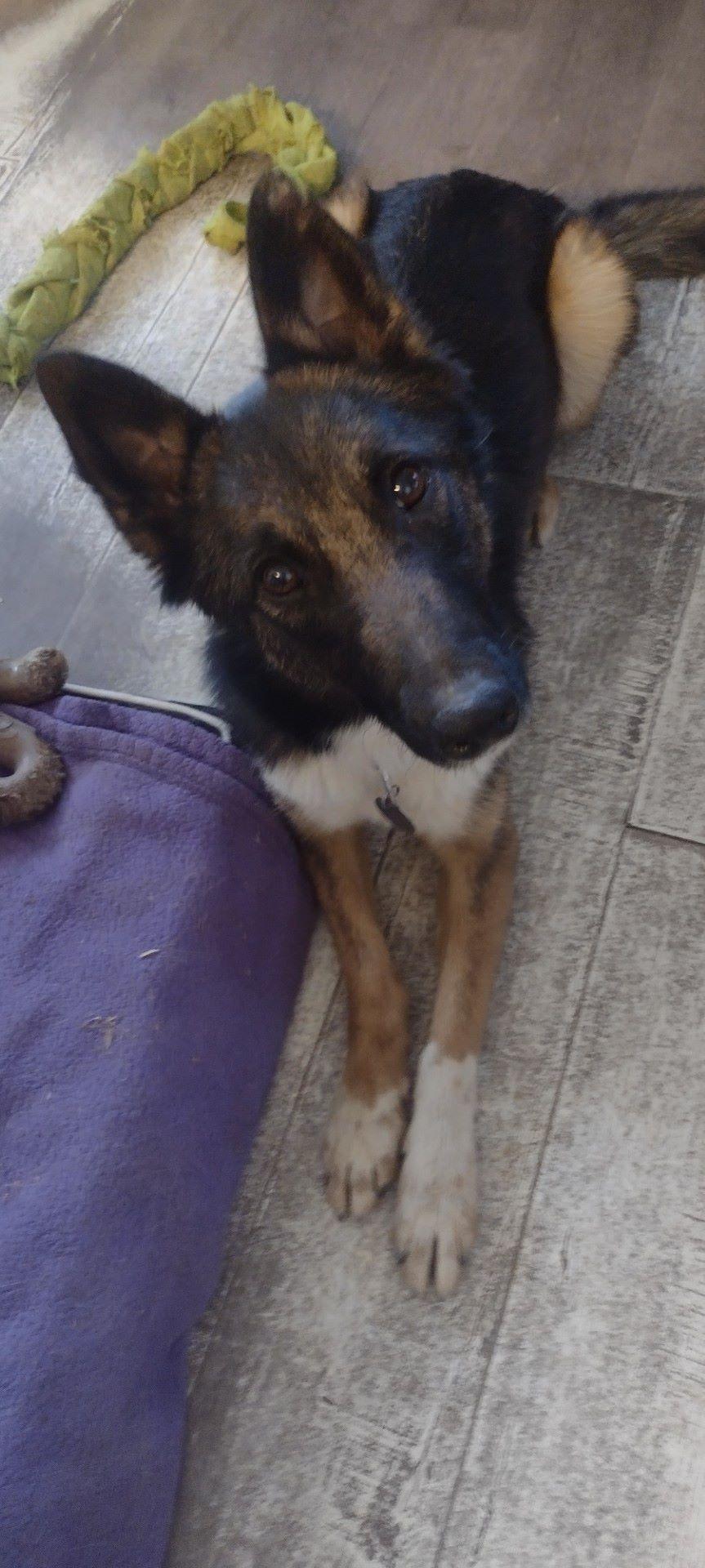 Gabby, Adoptable, Young Female Belgian Shepherd / Tervuren.