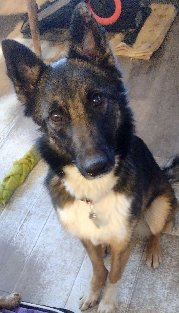 Gabby, a Adoptable Belgian Shepherd / Tervuren in San DIego, CA image 2/5