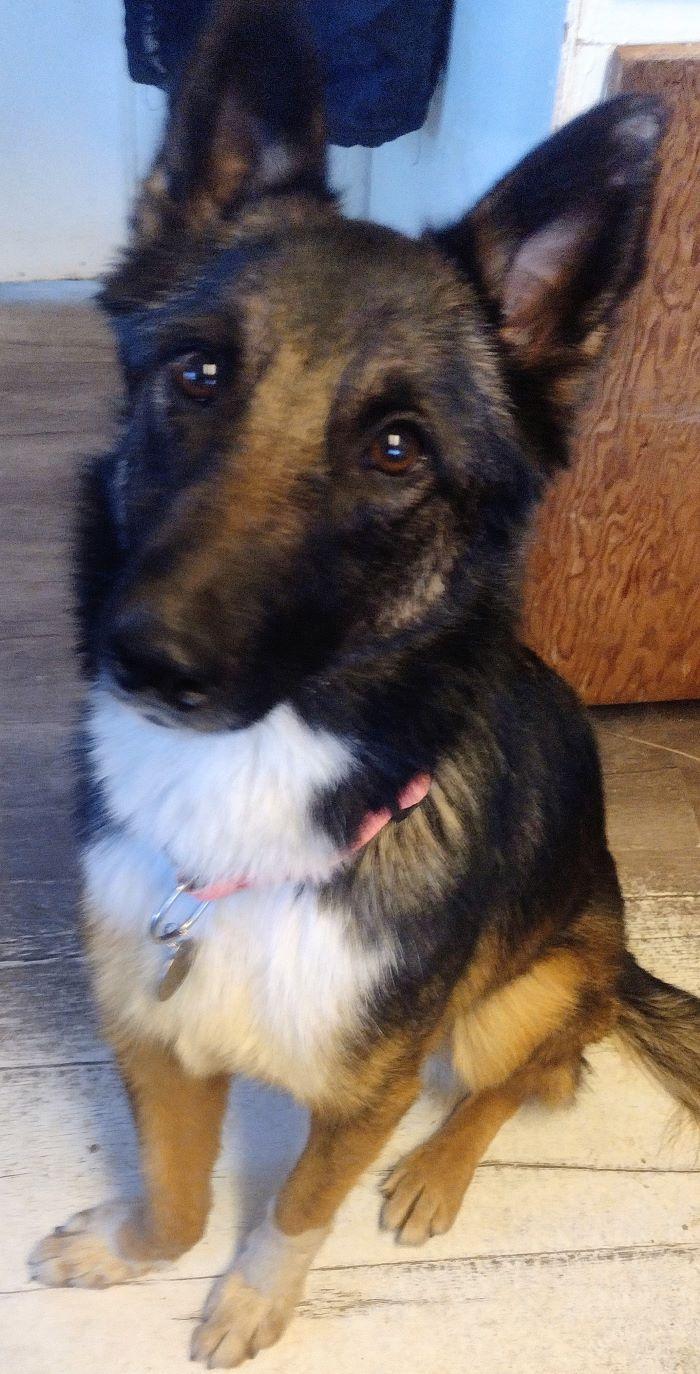 Gabby, a Adoptable Belgian Shepherd / Tervuren in San DIego, CA image 3/5
