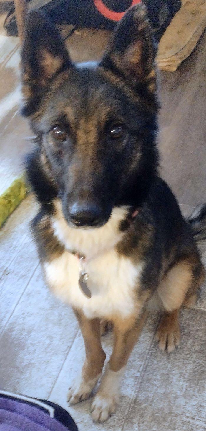 Gabby, a Adoptable Belgian Shepherd / Tervuren in San DIego, CA image 4/5