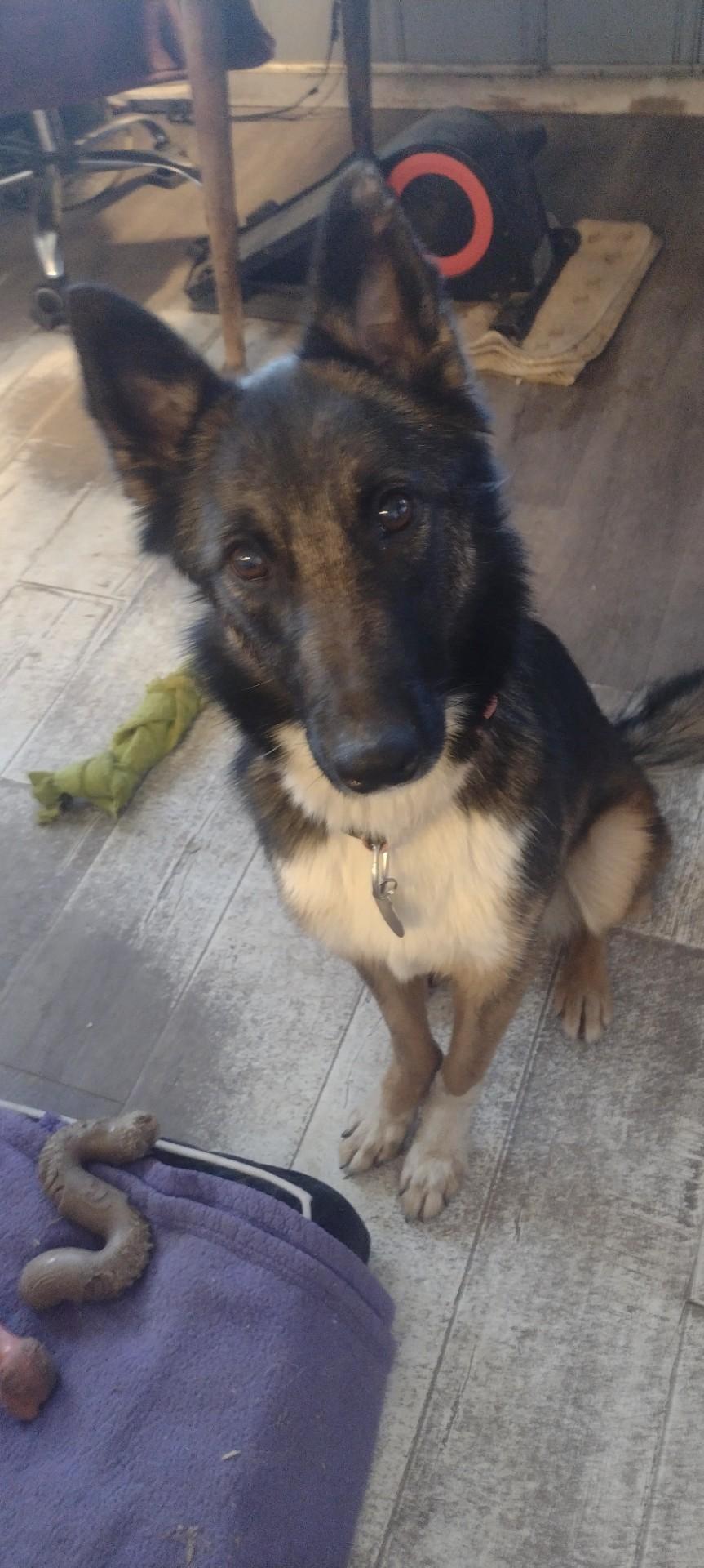 Gabby, a Adoptable Belgian Shepherd / Tervuren in San DIego, CA image 5/5