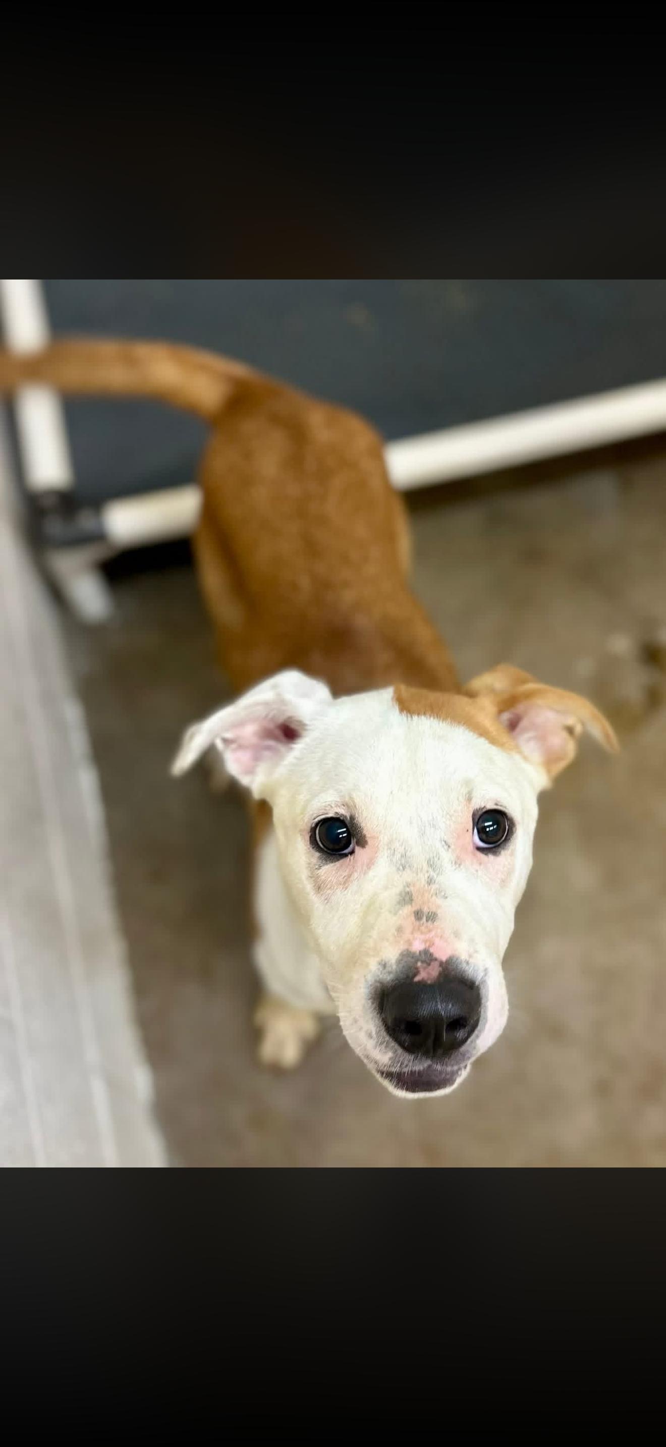 Norbert, ADOPTABLE, Young Male Pit Bull Terrier.