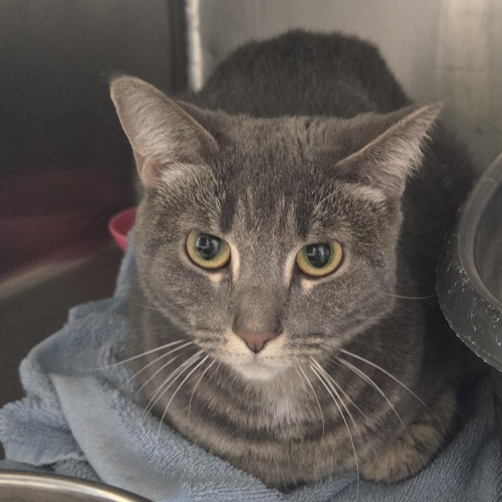 Enlarge Ivy 26-081, a Adoptable Domestic Short Hair in Tawas City, MI image 1/1