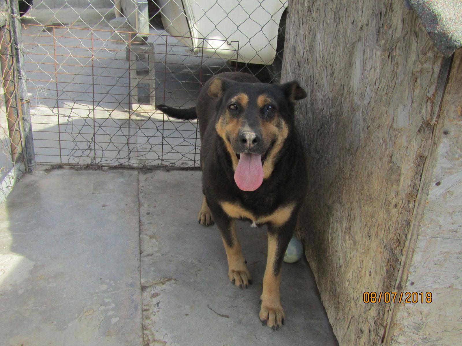Rocky, Adoptable, Adult Male Rottweiler.