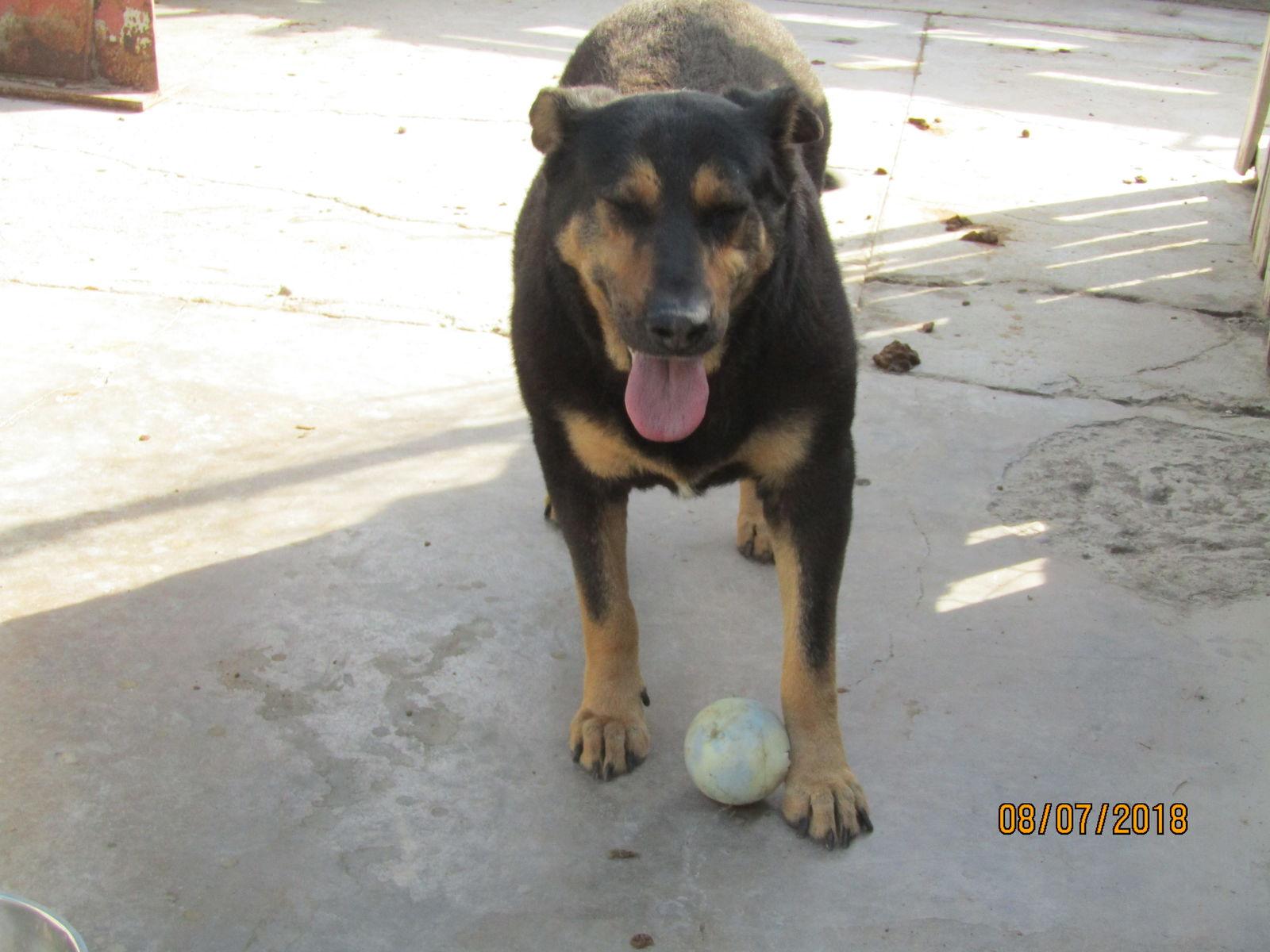 Rocky, a Adoptable Rottweiler in San Diego, CA image 2/3