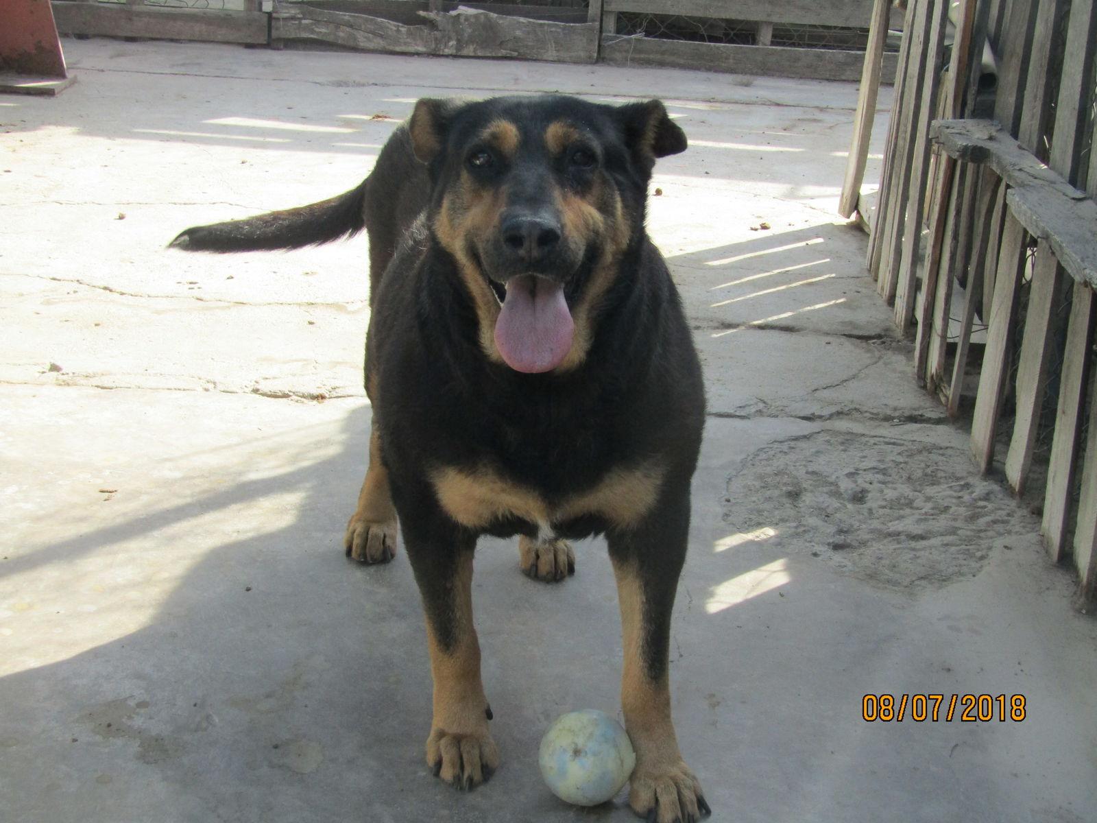 Rocky, a Adoptable Rottweiler in San Diego, CA image 3/3