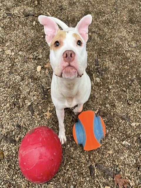 JUNE BUG, Adoptable, Young Female Pit Bull Terrier.