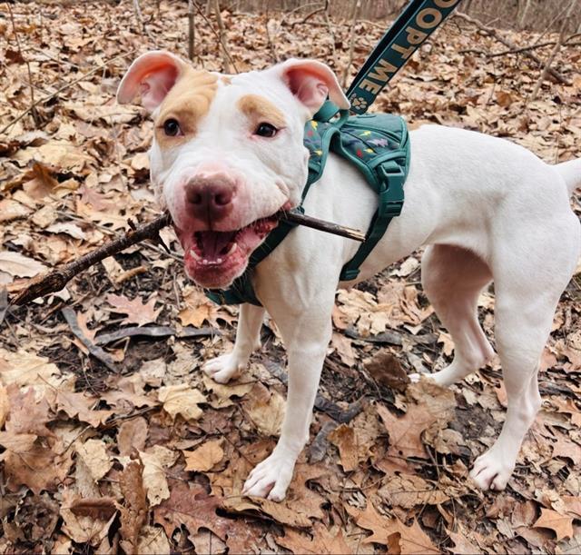 Enlarge JUNE BUG, a Adoptable Pit Bull Terrier in Peoria, IL image 1/1