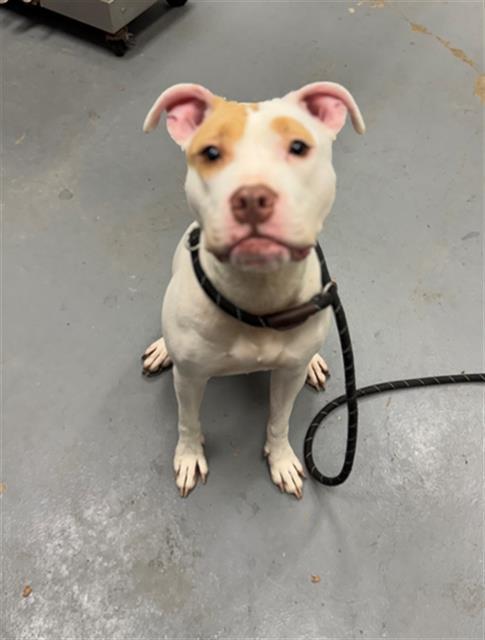 JUNE BUG, Adoptable, Young Female Pit Bull Terrier.