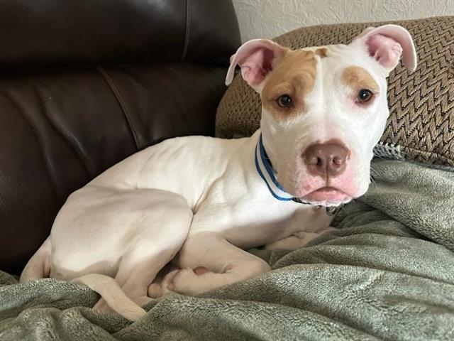 Enlarge JUNE BUG, a Adoptable Pit Bull Terrier in Peoria, IL image 1/1