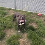 Andre , an adopted American Staffordshire Terrier in Joliet, IL image 2/2