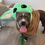 Andre , adopted, Adult Male American Staffordshire Terrier.