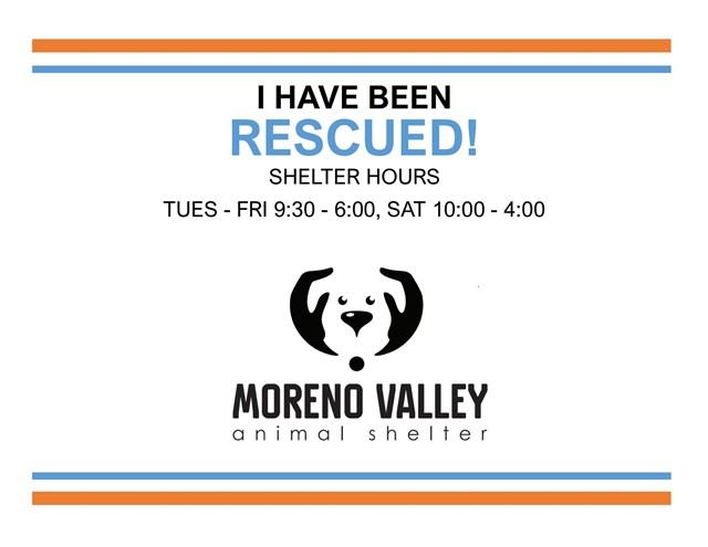 YODEL, Adoptable, Young Male Siberian Husky & Mixed Breed.