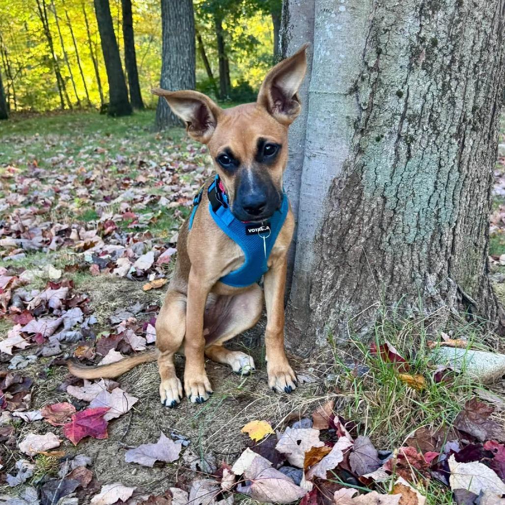 Enlarge Magpie HERE IN NH, a Adoptable Mixed Breed in Barrington, NH image 2/6