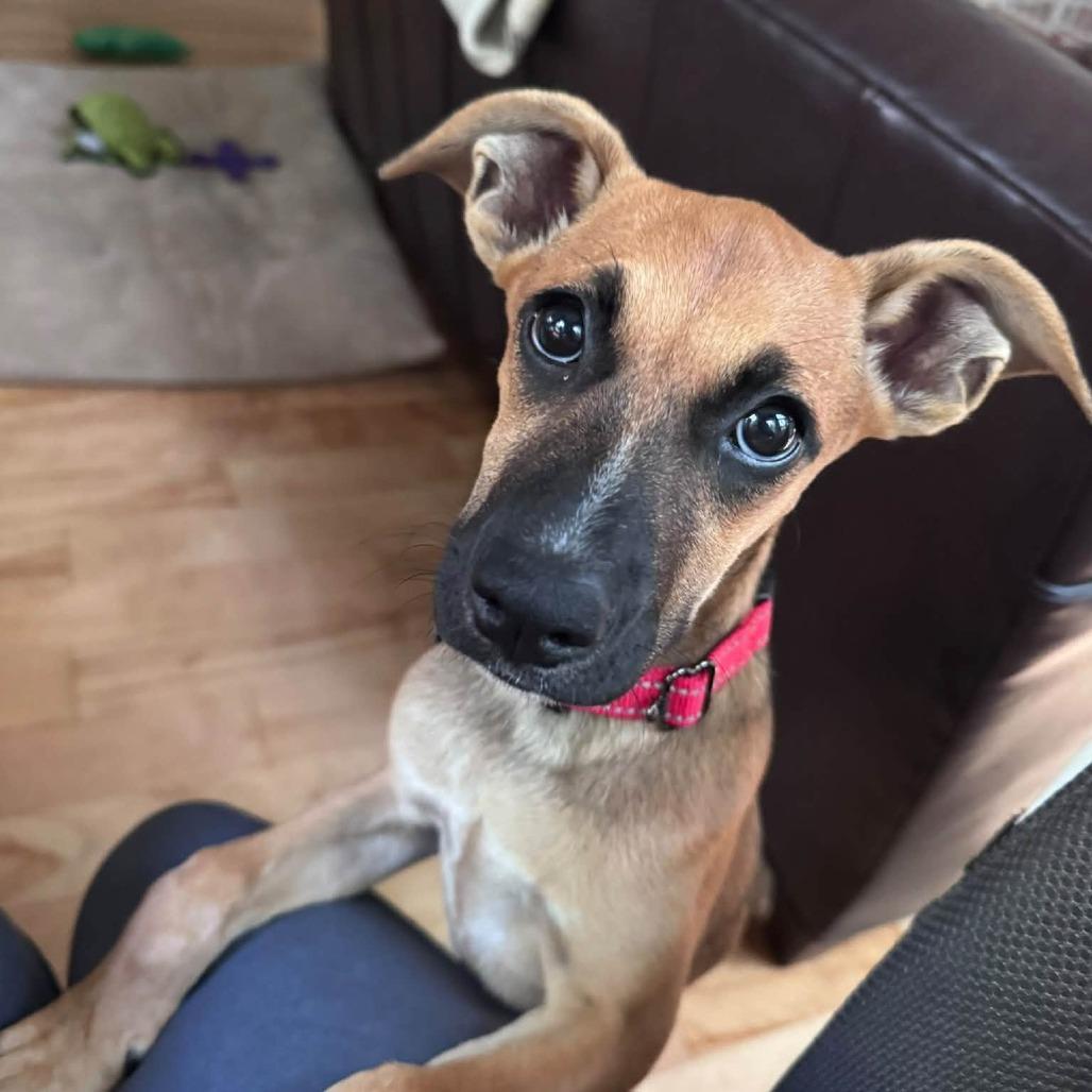 Magpie HERE IN NH, Adoptable, Puppy Female Mixed Breed.