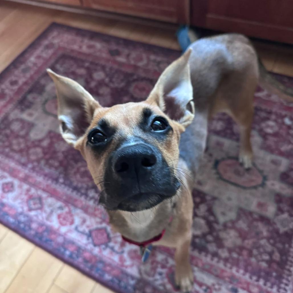 Enlarge Magpie HERE IN NH, a Adoptable Mixed Breed in Barrington, NH image 3/6
