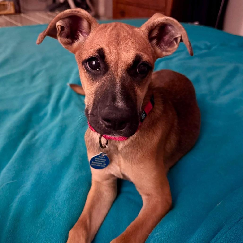 Enlarge Magpie HERE IN NH, a Adoptable Mixed Breed in Barrington, NH image 4/6