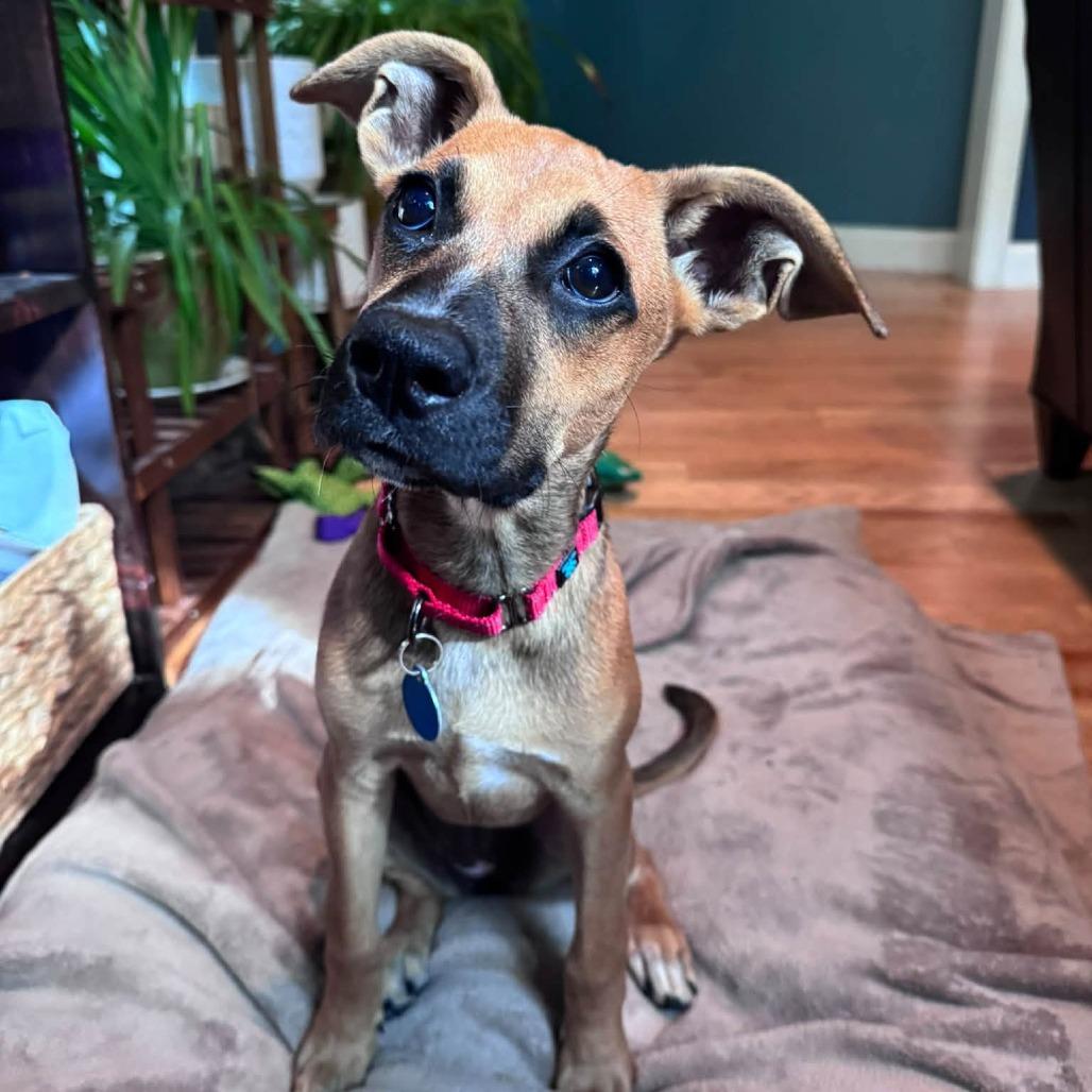 Enlarge Magpie HERE IN NH, a Adoptable Mixed Breed in Barrington, NH image 5/6