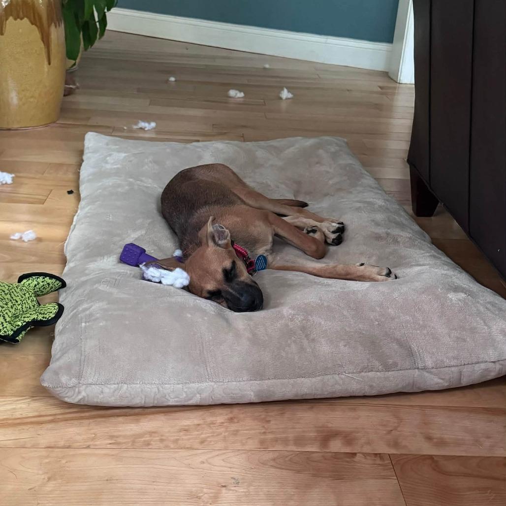 Enlarge Magpie HERE IN NH, a Adoptable Mixed Breed in Barrington, NH image 6/6