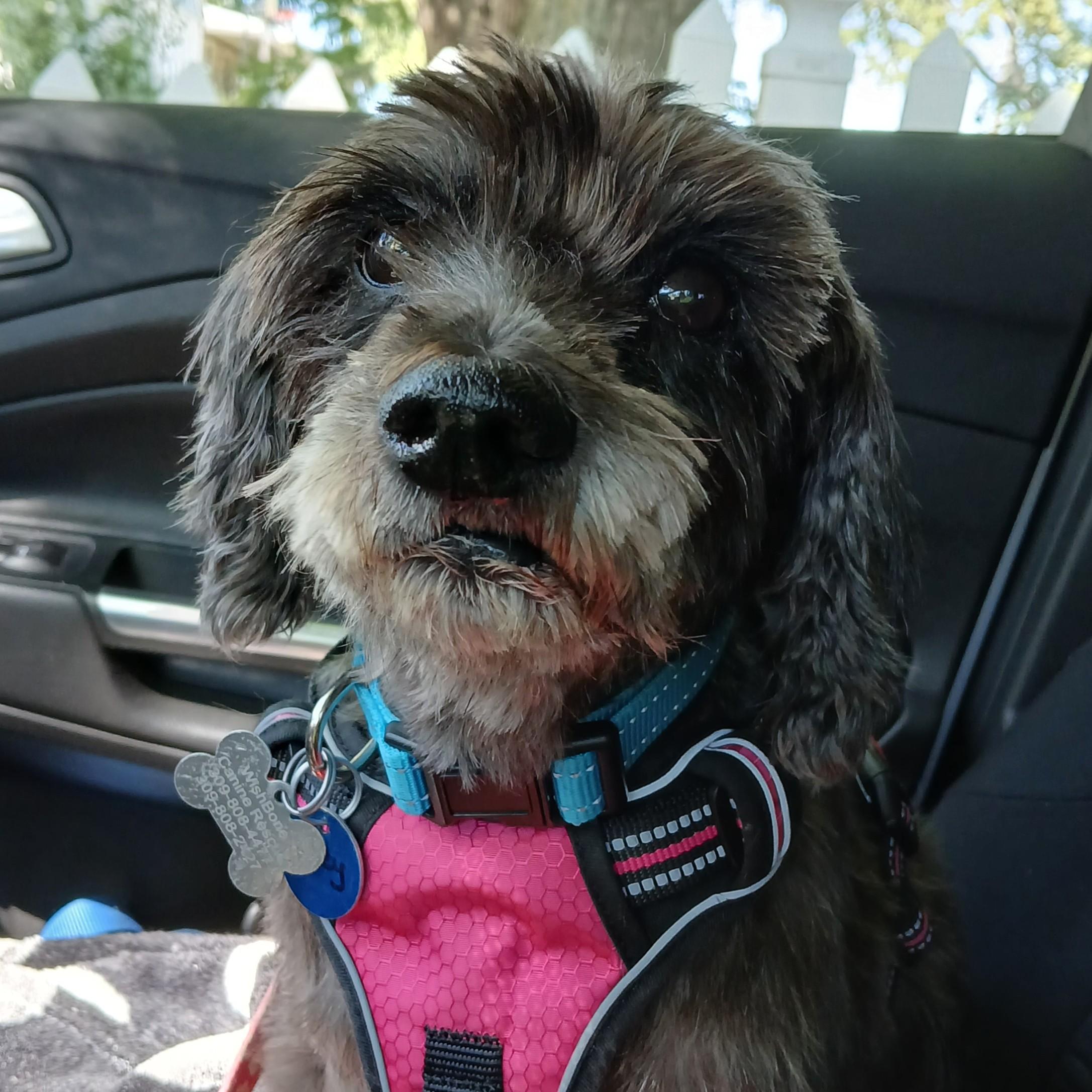 Enlarge Zoey, a Adoptable mixed breed in Normal, IL image 2/6