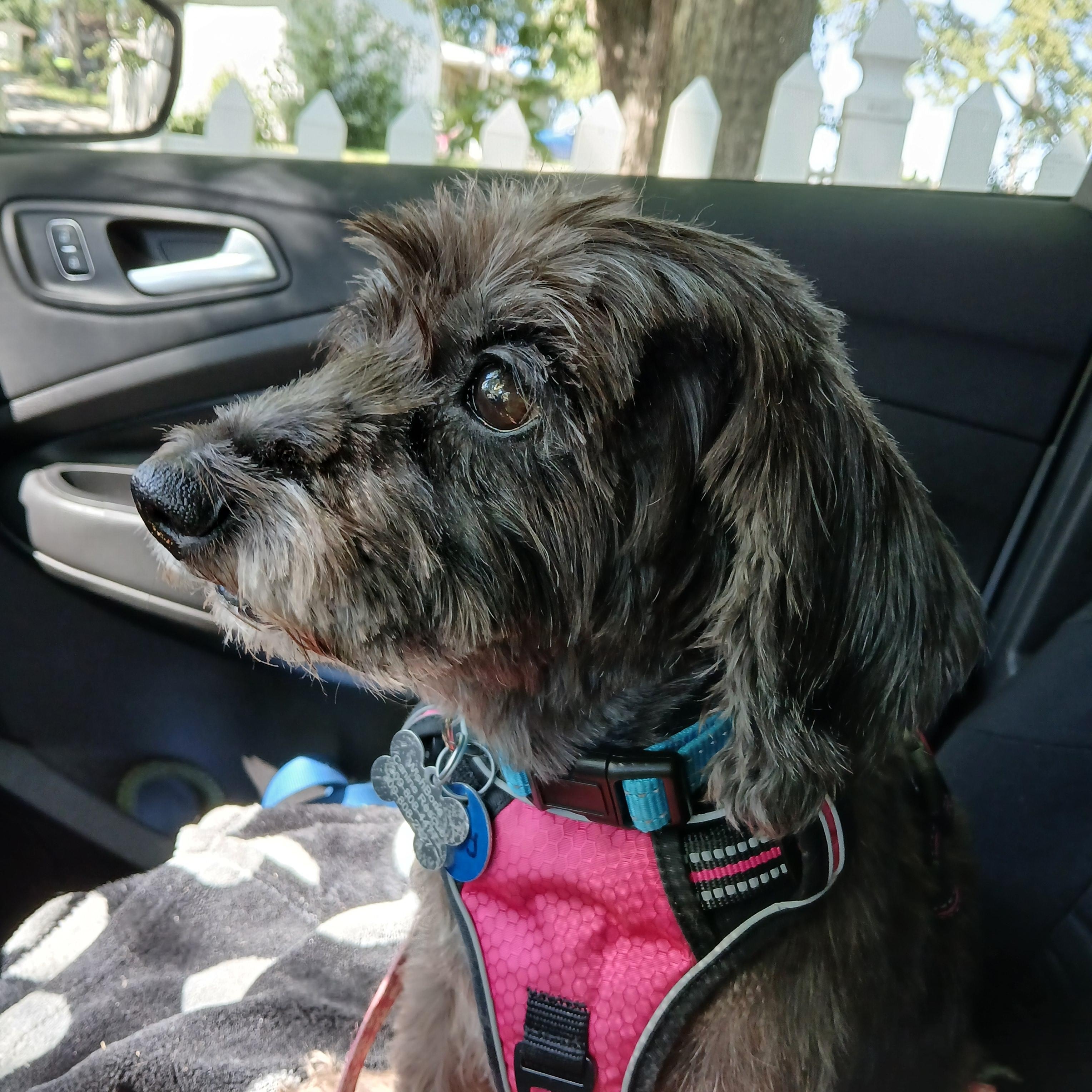 Enlarge Zoey, a Adoptable mixed breed in Normal, IL image 4/6