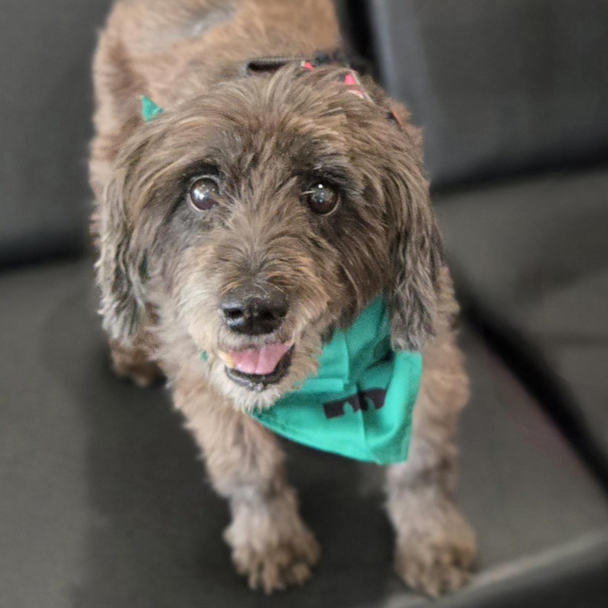 Enlarge Zoey, a Adoptable mixed breed in Normal, IL image 3/6